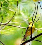 American Goldfinch.