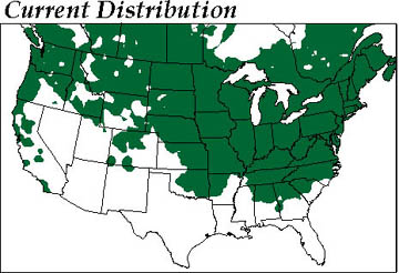 Top green map: Current distribution of American Goldfinch. Below red map: Projected more northern future of American Goldfinch by 2075-2100. All maps © 2004 by Jeff Price, Ph.D.