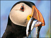  Puffin with sandeel in its orange beak.