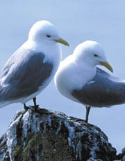 North Sea Kittiwakes Gulls.