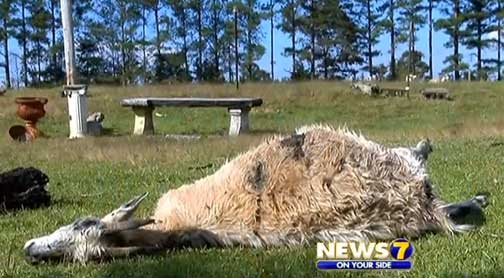 No predators had touched the goat's body when the Ellisville, Mississippi, owner  found the dead animal with a bloodless hole on each side of its neck on her farm where she has raised goats for thirty years without any bizarre death before.  Image © 2013 by WDAM-TV, Channel 7, Hattiesburg, Mississippi.