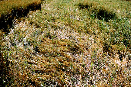 Oat plants laid down in a 90 degree angled "checkerboard" pattern extending for 80 feet in the randomly downed Greene County, Pennsylvania, field. Image © 2005 by Jeffrey Wilson, ICCRA.