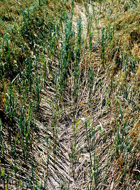 "Hairline part" in downed oat plants, Greene County, Pennsylvania, first reported on July 3, 2005. Image © 2005 by Jeffrey Wilson, ICCRA.