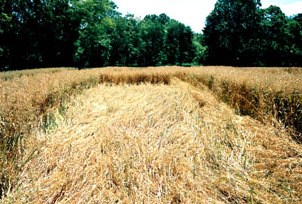 Trees in back of oat field get water from a creek there. Below the oat field, the farmer discovered an underground river. Image © 2005 by Jeffrey Wilson, ICCRA.