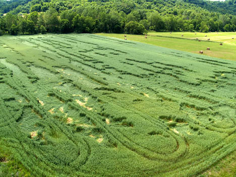  Oats randomly downed in long, linear sections that included complex internal patterns of "checkerboards," multiple layers laid down in 90 degree angles to each other, and oat stems twisted so strongly at the soil level that beige discoloration was scattered throughout. Fire truck ladder photograph © by Greene County resident. 