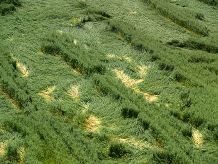 Beige-colored places in the oats where the plants were most tightly twisted to the ground. Fire truck ladder photograph © by Greene County resident.