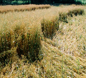 Evenly spaced standing plants separated by downed oats in Greene County, Pennsylvania, oat field, first reported and photographed on July 3, 2005. Image © 2005 by Jeffrey Wilson, ICCRA.