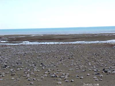 Above and below: In May 2005, thousands of migratory birds such as bar headed geese died on Naio (Bird) Island in Qinghai Lake, China. Images © 2005 by Boxun.com.