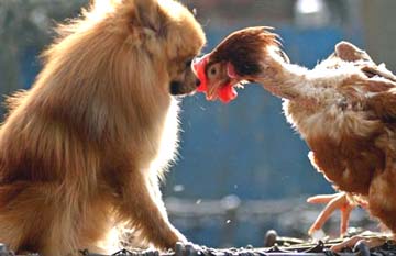 Mammal and poultry closeness such as this dog and rooster are common in Asia and Africa where the deadly H5N1 virus has infected poultry, pigs and other animals. Now a family of eight in Sumatra, Indonesia, have all contracted the lethal bird flu and five have died. Such a cluster is being studied for any evidence of human-to-human transmission that could lead to a worldwide pandemic. Image © 2006 by Reuters.
