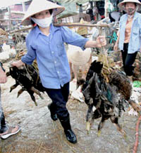 Poultry handlers in Vietnam wear masks trying to protect themselves from H5N1 avian influenza virus that has infected and killed more people in their country than anywhere in the world so far. Photograph © 2005 by Reuters.