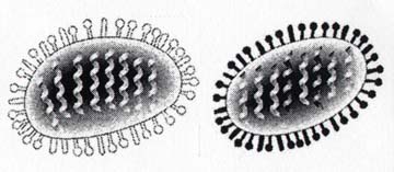 Left: Highly pathogenic A/chicken/HK/YU562/01 (H5N1). Right: Moderately pathogenic A/goose/HK/437-10/99 (H5N1). Source: Journal of Virology.