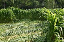 Mysteriously downed corn plants in Hillsboro, Ohio garden, discovered on July 5, 2004. Hillsboro is near the ancient Hopewell earth mounds. In 2003, the ancient mounds were the site of complex crop formations in soybeans. Photograph © 2004 by owners who request anonymity.