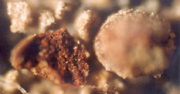 Left: Reddish non-magnetic hematite core of broken open "egg-like" particle. Right: Unbroken egg-like particle with silica dioxide and magnetite crust. 100X photomicrograph © 2004 by W. C. Levengood.