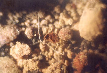 Wider view of the broken open hematite, magnetite and silica "egg." Filament is piece of cotton thread. 40X photomicrograph © 2004 by W. C. Levengood.