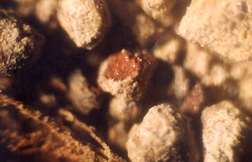 Another example of a hematite, magnetite and silica "egg" particle in the Hillsboro, Ohio, corn formation soil. 40X photomicrograph © 2004 by W. C. Levengood.