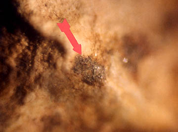 Wider view of very tiny magnetite particles in the Hillsboro, Ohio, corn formation soil. 40X photomicrograph © 2004 by W. C. Levengood.