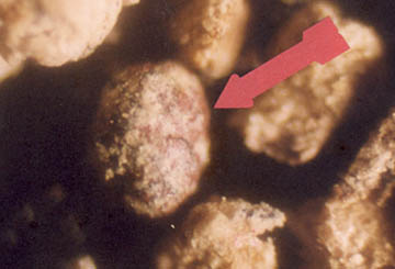 Same hematite, magnetite, silica dioxide "eggs" also discovered in soil sampled from the West Union, Ohio, soybean formation reported on August 16, 2004. 40X photomicrograph © 2004 by W. C. Levengood.