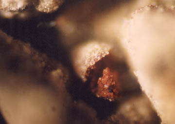 Whitish reflective silica dioxide (Si02) and magnetite crust surrounding red "yoke" of non-magnetic hematite. 100X photomicrograph © 2004 by W. C. Levengood.