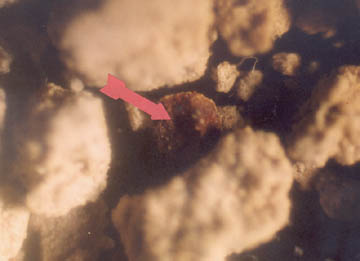 One of several tiny holes found in the middle of the "eggs." 40X photomicrograph © 2004 by W. C. Levengood.