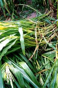  Hillsboro, Ohio, corn plants flattened four layers deep going in different directions. Photograph © 2004 by Jeffrey Wilson.