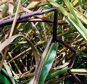 Highly unusual corn stalk in Hillsboro, Ohio, downed crop in which the entire stalk was purple with anthocyanin and stair stepped in five segments which began eighteen inches above the ground. Photograph © 2004 by Jeffrey Wilson.