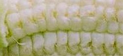 Light green stalk is at the far left in this photograph where corn husks were torn off to expose the ear of corn. Surprisingly, there were holes between the kernels where the corn silk was attached to the testa, implying that internal gas and moisture in the kernels were heated and escaped. Photograph © 2004 by Jeffrey Wilson.