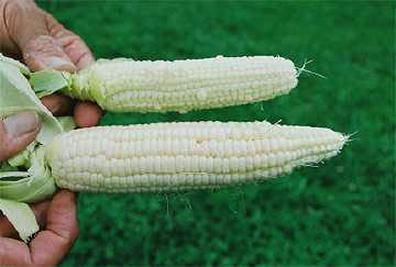 Upper ear of corn has holes in testa where corn silk was attached before hypothesized spinning plasma vortex interacted. It is also smaller than more normal ear below, implying stunted growth which has been documented in other corn formations in previous years. Also in the upper ear, you can see large "balloon" kernels that expanded and did not burst. Photograph © 2004 by Jeffrey Wilson