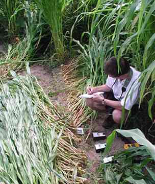 Jeffrey Wilson making field notes from instruments after first July 5, 2004, Hillsboro, Ohio, first report of downed corn. Here Row 6 was flattened south and some flattened north. A second event downed more corn in the Hillsboro garden which was discovered by ICCRA investigator, Gene Thomas, in mid-August. Photograph © 2004 by Ted Robertson.