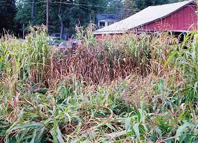 Twelve foot section of standing corn that completely dried out and turned brown surrounded by normal green corn, as if subjected to heat energy. Photograph © 2004 by Jeffrey Wilson.