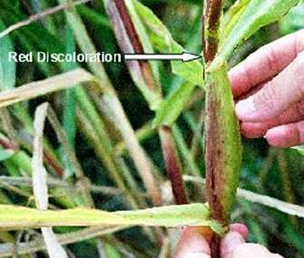 Above: Reddish-purple color on one side of corn stalks is anthocyanin which is a residue when chlorophyll disintegrates. Below: Jeffrey Wilson wrote on image: "Plant turned 1/4 turn. Red coloration is only on one side of plant and shows 'shadow of leaf' fell on corn from stalk blocking (shading) part of the affected area" (from the energy). Photographs © 2004 by Jeffrey Wilson.