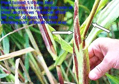 Above: Reddish-purple color on one side of corn stalks is anthocyanin which is a residue when chlorophyll disintegrates. Below: Jeffrey Wilson wrote on image: "Plant turned 1/4 turn. Red coloration is only on one side of plant and shows 'shadow of leaf' fell on corn from stalk blocking (shading) part of the affected area" (from the energy). Photographs © 2004 by Jeffrey Wilson.