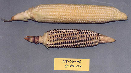 Figure 3 - Control ear above and formation ear below. Note that most all of the kernels on the formation ear have the pigmentation. Photograph © 2004 by W. C. Levengood.