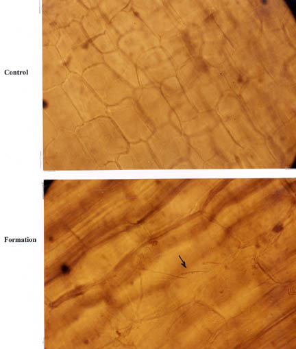 Figure 7 - Photomicrographs comparing cells in stem nodes from plants taken within the formation with tissue inside normal nodes from control plants. Both photos were taken at 450X magnification. The arrow in the lower photo points to possible "stretch marks" in the cell wall. Photomicrographs © 2004 by W. C. Levengood.