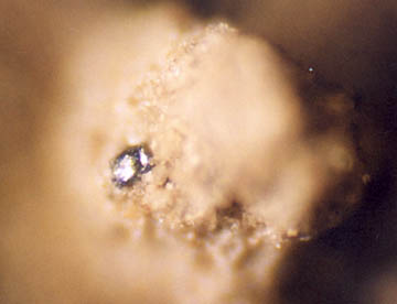 Shiny magnetite particle embedded in Hillsboro, Ohio, corn formation soil gathered at the site by the ICCRA research team for analysis by biophysicist W. C. Levengood. 100X photomicrograph © 2004 by W. C. Levengood.