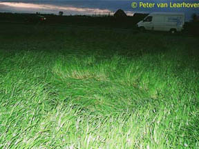 Hoeven, Holland, one of two circles in grass discovered early morning of April 6, 2005, by Robbert van den Broeke near his family home. One larger circle was not purely round, but measured approximately 8 meters 90 centimeters (29.5 feet) by 10 meters 10 centimeters (33 feet). The smaller circle was nearly round, about 1 meter 70 centimeters (5.5 feet) in diameter. The lay of the grass in the large circle was clockwise and the small circle was anti-clockwise. April 6, 2005, photographs © 2005 by Peter van Learhoven.