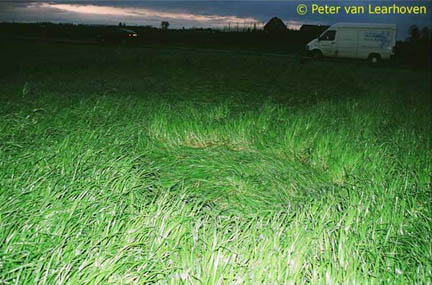 Hoeven, Holland, one of two circles in grass discovered early morning of April 6, 2005, by Robbert van den Broeke near his family home. One larger circle was not purely round, but measured approximately 8 meters 90 centimeters (29.5 feet) by 10 meters 10 centimeters (33 feet). The smaller circle was nearly round, about 1 meter 70 centimeters (5.5 feet) in diameter. The lay of the grass in the large circle was clockwise and the small circle was anti-clockwise. April 6, 2005, photographs © 2005 by Peter van Learhoven.