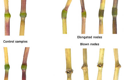 In the upper row on the left, are normal-sized growth nodes in control wheat plants from the Hoeven field; on the right are some of the many elongated nodes found in the Hoeven circle. In the lower row, on the left, are again normal growth nodes in control wheat plants; on the right are the holes blown out of the growth nodes in many of the Hoeven wheat plants. Photograph © 2004 by Robert Boerman.