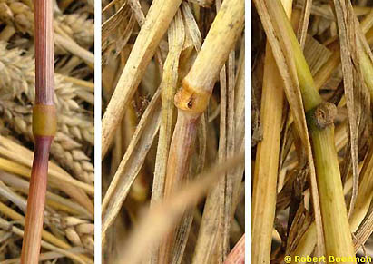 Elongated wheat node on left and blown nodes center and right, as the plants were discovered in the Hoeven, Holland circle before cutting samples and controls. Photograph © 2004 by Robert Boerman.