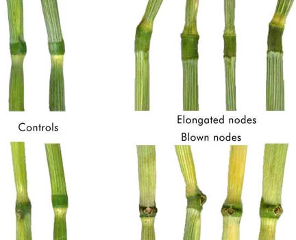 In the upper row on the left, are normal-sized growth nodes in control wheat plants; on the right are some of the many elongated nodes found in the Valkenburg circles. In the lower row, on the left, are again normal growth nodes in control wheat plants; on the right are the holes blown out of the growth nodes in many of the Valkenburg circles. These "blown nodes," it is hypothesized by biophysicist W. C. Levengood, are created when microwave energy from an unknown source heats up the water in the growth nodes rapidly to steam which explodes out of the nodes. Photograph © 2004 by Robert Boerman.