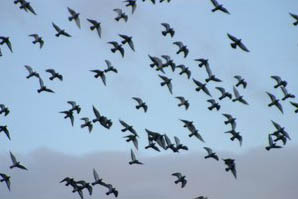 Homing pigeons navigate by the sun and the earth's magnetic fields. Photograph © Acclaim Images.