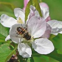 California's almond crop is the world's largest, stretching over 300 miles of the Central Valley. Millions of honey bees typically are trucked in to pollinate the $2-$3 billion crop, but in 2006-2007, even imported Australian bees disappeared. Photo © by Brenda Anderson.