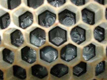 Recently hatched honey bee larvae are feeding on royal jelly for three days. Only larvae selected to become queens are fed the jelly longer than three days. Image © by Youngblood.