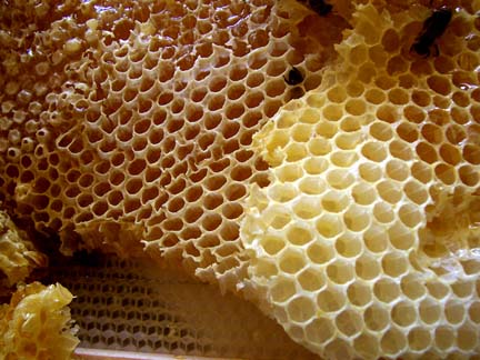 Honey bee comb filling up with honey processed from pollen the bees have gathered from flowers. Normally, if honey bees disappear from a hive, beetle and wax moth predators will move in to eat. But in the Colony Collapse Disorder syndrome, beekeepers say even predators are staying away from the empty hives.