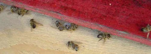 2009 photographic evidence of honey bee deaths in front of their hive at 7:30 AM after the bees drank clothianidin-contaminated dew water (nicotine-based pesticide). Source: Hedwig Riebe of the Deutscher Berufs und Erwerbs Imker Bund e. V. in 2009, German Beekeepers Association.