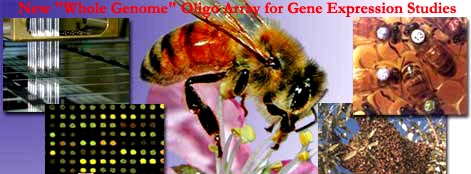  New "whole genome" Oligo Array for gene expression studies, University of Illinois Urbana-Champaign.