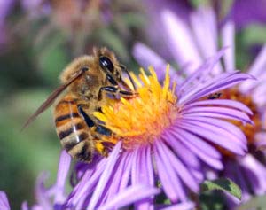 A Western honey bee extracts nectar from an Aster flower using its proboscis. Tiny hairs covering the bee's body maintain a slight electrostatic charge, causing pollen from the flower's anthers to stick to the bee, allowing for pollination when the bee moves on to another flower. Image by Wikipedia.
