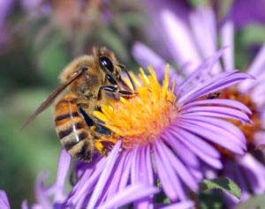 Western honey bee, or European honey bee (Apis mellifera), gathering pollen from purple aster. 34% of American honey bees in commercial hives have disappeared this spring of 2008, in a persistent mystery known as “colony collapse disorder.” 