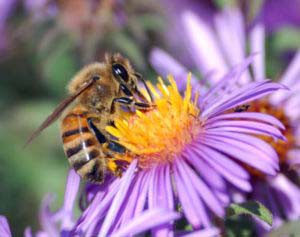 Western honey bee, or European honey bee (Apis mellifera), gathering pollen from purple aster.