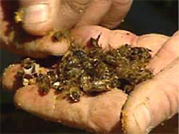 On March 29, 2007, Brent Halsall opened his hives and found about 40% of all his bees dead - some dried up; others fresh as if not long dead. Image © 2007 by CBC.