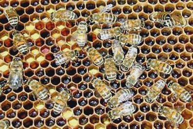 Honey bees working a hive. Albert Einstein said, ” If honey bees become extinct, human society will follow in four years.” Image © 2007 by TargetHealth. 